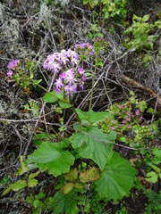 Pericallis steetzii