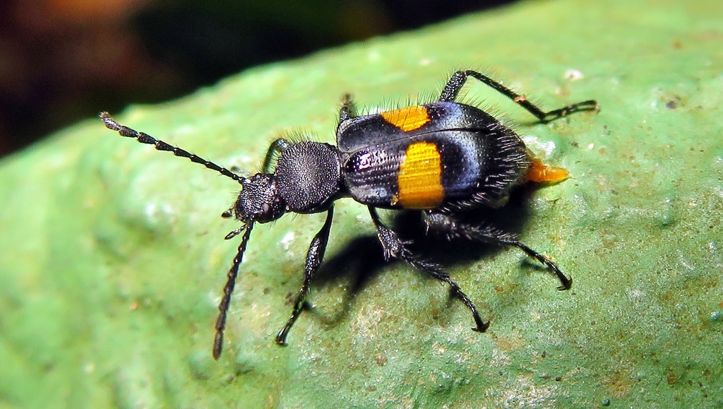 Lystronychus equestris