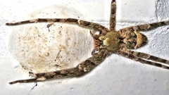 Enoploctenus