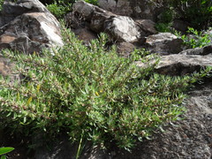 Forsskaolea angustifolia