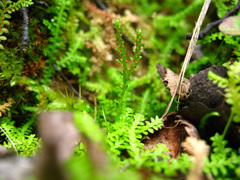 Selaginella helvetica