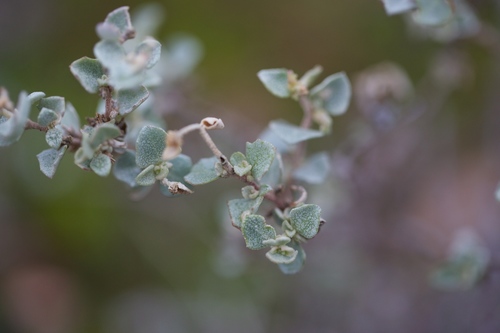 Atriplex rhagodioides