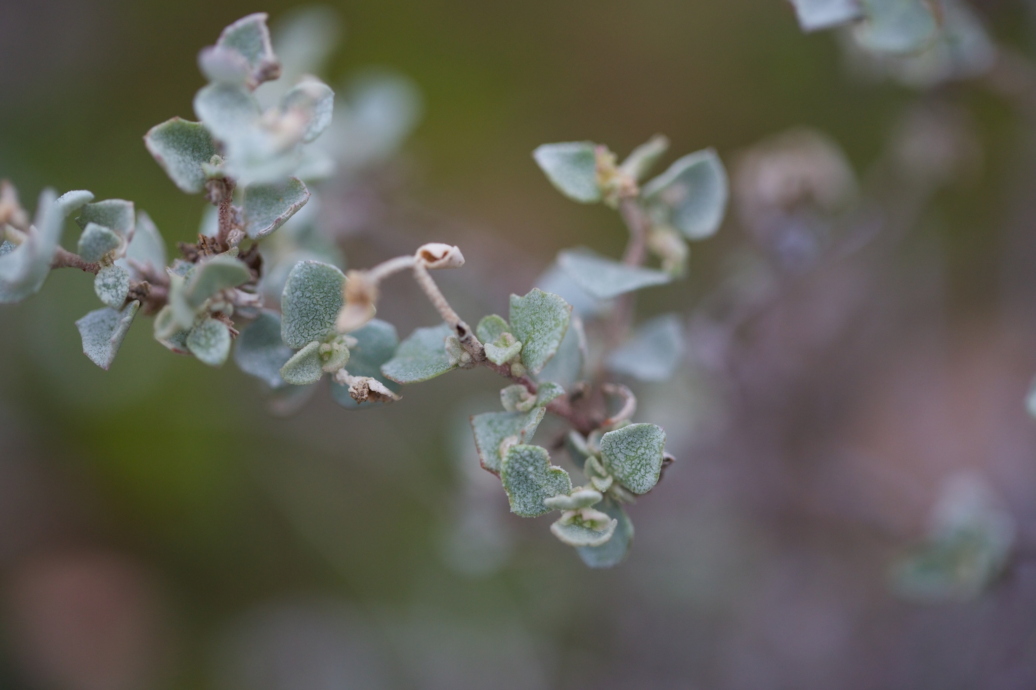 Atriplex rhagodioides