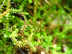 Selaginella helvetica