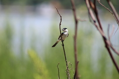 Xenopsaris albinucha