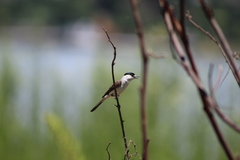 Xenopsaris albinucha