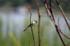 Xenopsaris albinucha