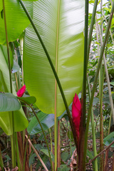 Heliconia bihai