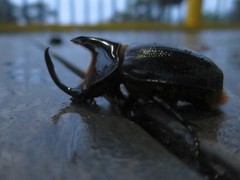 Heterogomphus schoenherri