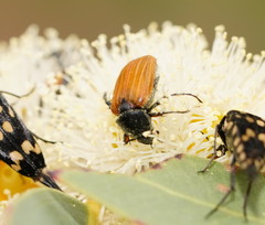 Phyllotocus rufipennis