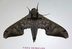 Adhemarius tigrina