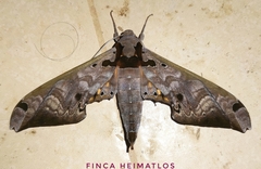 Adhemarius tigrina