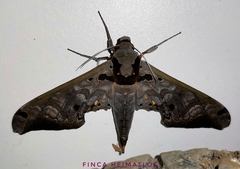 Adhemarius tigrina