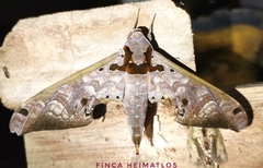 Adhemarius tigrina