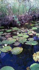 Nymphaea candida