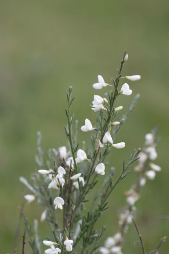 white Spanish broom