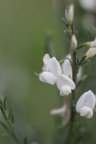white Spanish broom