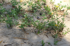 Eryngium divaricatum