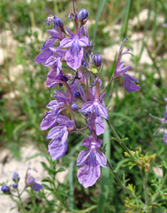 Teucrium orientale