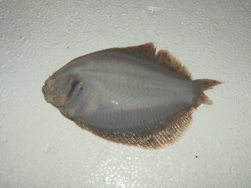 Amazon sole (Hypoclinemus mentalis) — Achiridae — 4