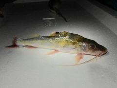 Pimelodus ornatus