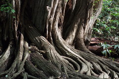 Cercidiphyllum japonicum