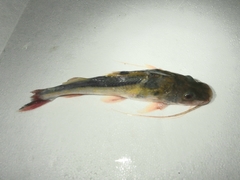 Pimelodus ornatus