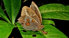 Dasyophthalma creusa