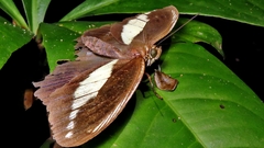 Dasyophthalma creusa