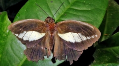 Dasyophthalma creusa