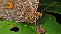 Dasyophthalma creusa