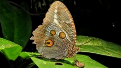 Dasyophthalma creusa