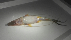 Platystomatichthys sturio