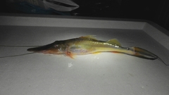 Platystomatichthys sturio
