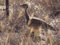Eupodotis vigorsii vigorsii