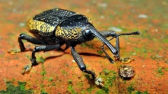 Homalinotus deplanatus
