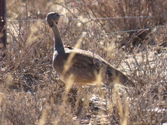 Eupodotis vigorsii vigorsii