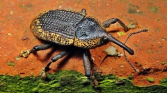 Homalinotus deplanatus