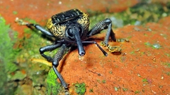 Homalinotus deplanatus