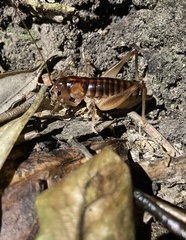 Hemiandrus pallitarsis