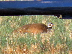 Eupodotis caerulescens