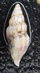 Kurtziella plumbea