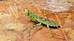 Fuga annulipes