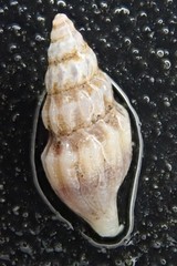 Kurtziella plumbea