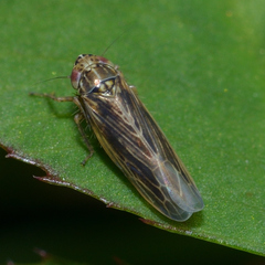 Graminella nigrifrons