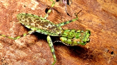 Fuga annulipes