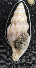 Kurtziella plumbea