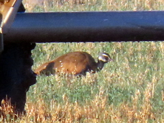 Eupodotis caerulescens