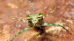 Fuga annulipes