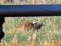 Eupodotis caerulescens